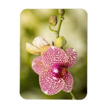 Orquídea manchada rosa
