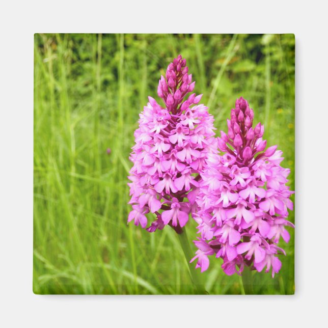 Imán Orquídea Piramidal Magnet (Frente)