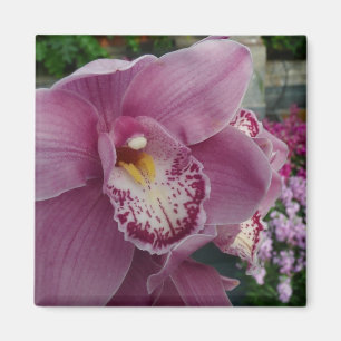 Imán Orquídea Púrpura y Floral colorida en el jardín
