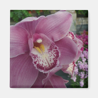 Imán Orquídea Púrpura y Floral colorida en el jardín