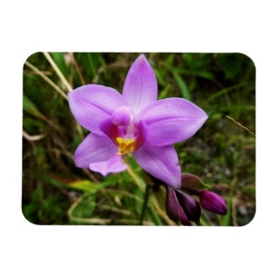 Imán Orquídea Silvestre Morada Flor Tropical