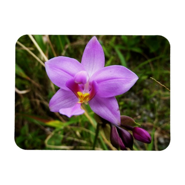 Imán Orquídea Silvestre Morada Flor Tropical (Horizontal)