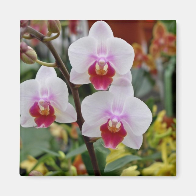 Imán Orquídeas (Frente)