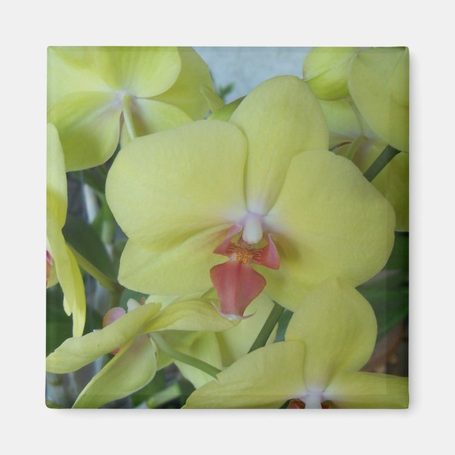 Imán orquídeas amarillas (Frente)