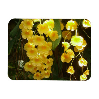 Imán Orquídeas Amarillas colgando flores tropicales