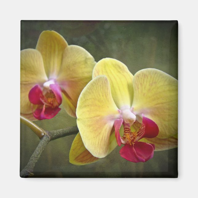 Imán Orquídeas Amarillas de la Moda - Falenopsis (Frente)