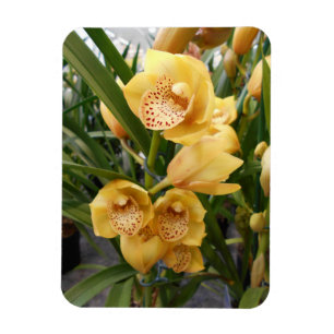 Imán Orquídeas amarillas del Cymbidium