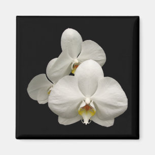 Imán Orquídeas blancas