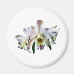 Imán Orquídeas blancas de Cattleya