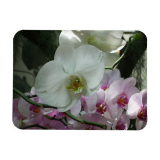 Imán Orquídeas blancas y moradas
