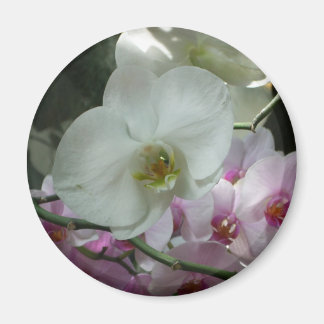 Imán Orquídeas blancas y moradas