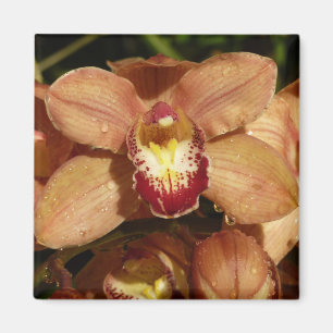 Imán Orquídeas con gotas de lluvia floral