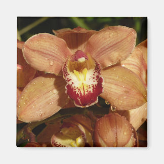 Imán Orquídeas con gotas de lluvia floral