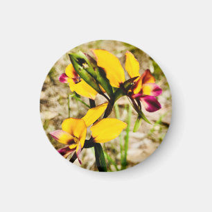 Imán Orquídeas de burro