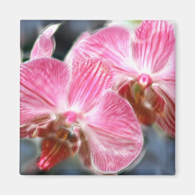 Imán Orquídeas de falaenopsis rosada a rayas (Frente)