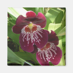 Imán Orquídeas de Marrón II Elegante Floral