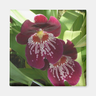 Imán Orquídeas de Marrón II Elegante Floral