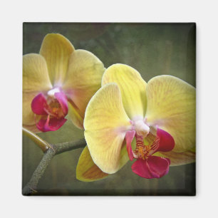 Imán Orquídeas de polilla amarillas - Phalaenopsis