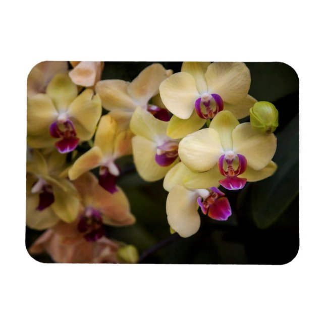 Imán Orquídeas de rosa y amarillo (Horizontal)