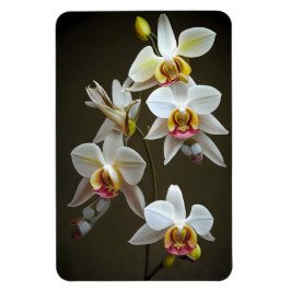 Imán Orquídeas Dendroium