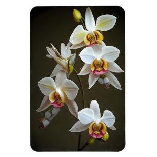 Imán Orquídeas Dendroium