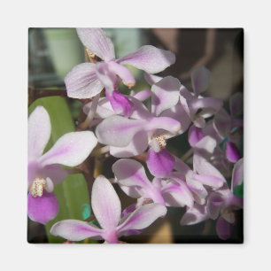 Imán orquídeas en miniatura