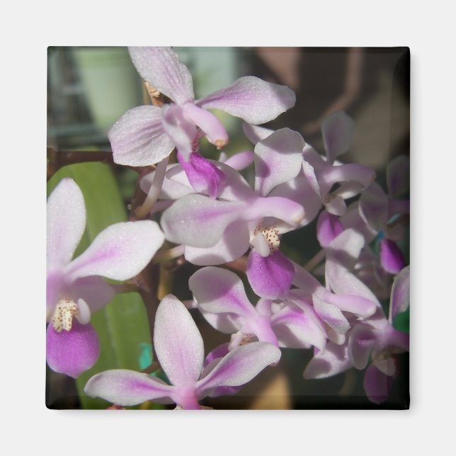 Imán orquídeas en miniatura (Frente)