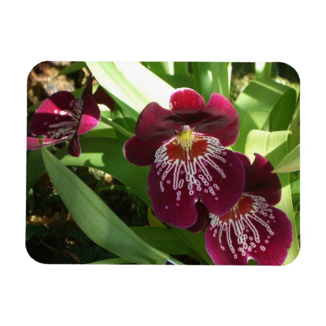 Imán Orquídeas Granates II Floral Elegante (Horizontal)