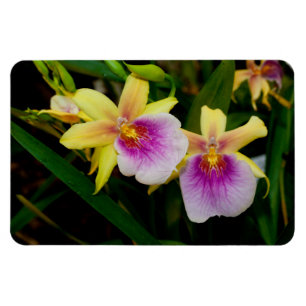 Imán Orquídeas Miltonia Atardecer Amarillo Rosa Púrpura