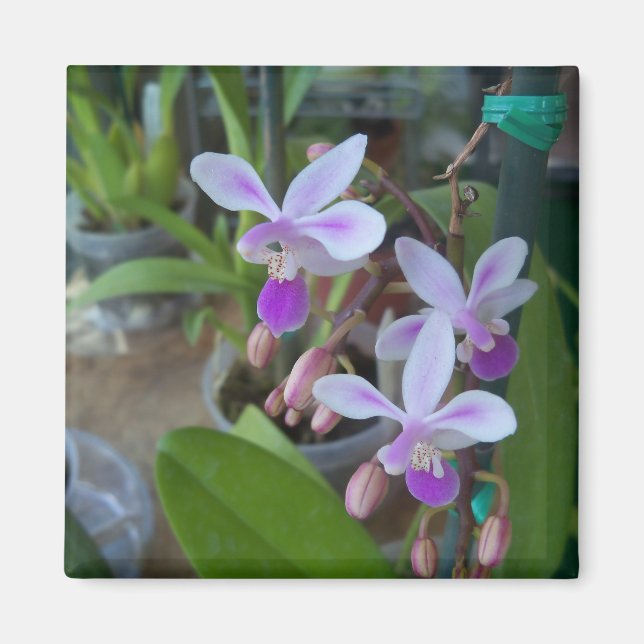 Imán orquídeas mini Phal (Frente)