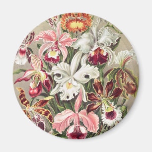 Imán Orquídeas, Orchideae Denusblumen por Ernst Haeckel