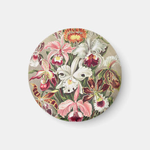 Imán Orquídeas, Orchideae Denusblumen por Ernst Haeckel