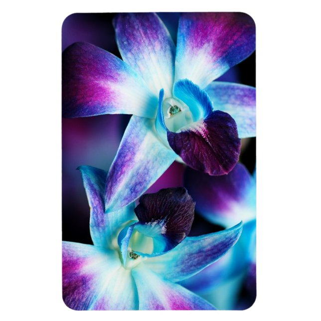 Imán Orquídeas personalizadas de Dendrobium púrpura y a (Vertical)