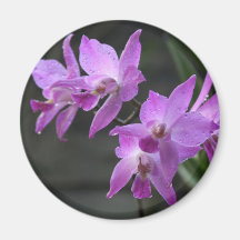 Orquídeas Púrpura