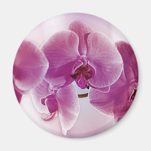 Imán Orquídeas púrpuras