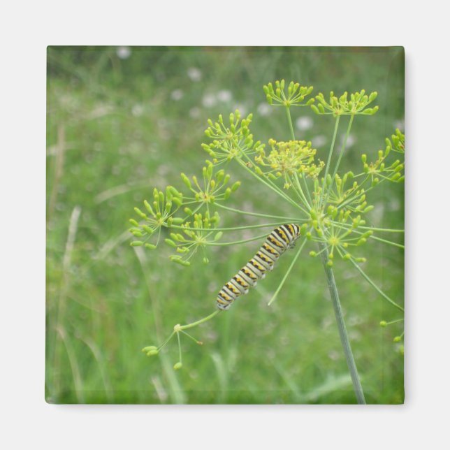 Imán oruga (Frente)