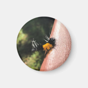 Imán oruga de baile