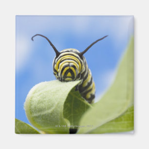 Imán Oruga negra y amarilla