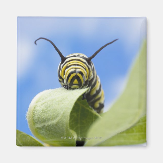 Imán oruga negra y amarilla (Frente)