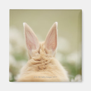 Imán Oryctolagus cuniculus 2