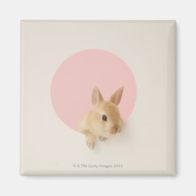 Imán Oryctolagus cuniculus 3 (Frente)