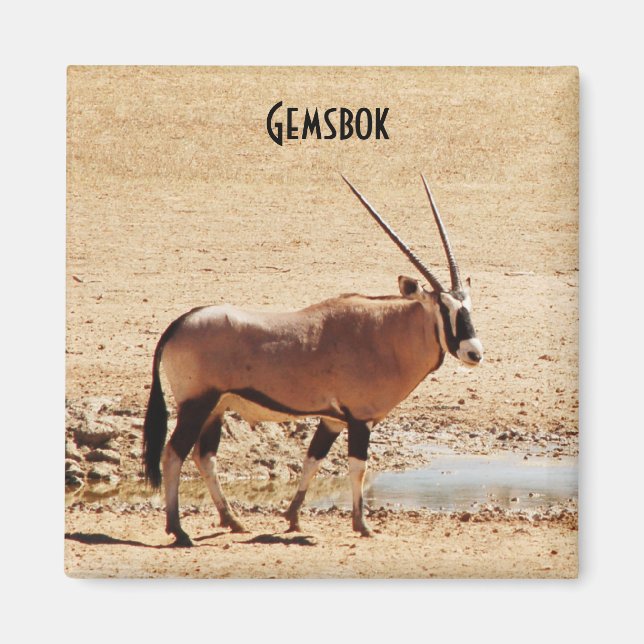 Imán Oryx Gazella Kgalagadi África (Frente)