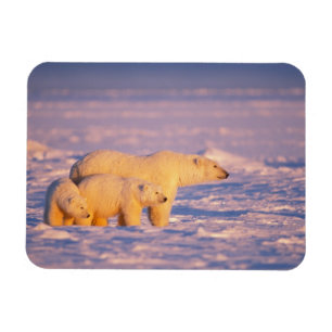 Imán Osa de oso polar con cachorros de primavera en el 