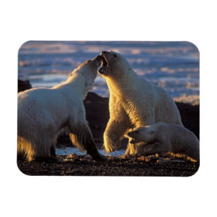 Imán Osa de oso polar con cría al lado, 1002 costera