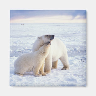 Imán Osa de oso polar con cría, manada