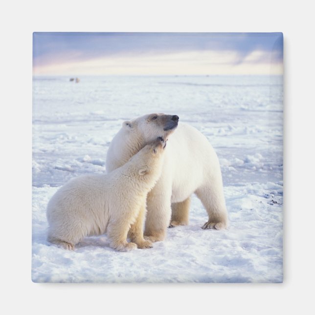 Imán Osa de oso polar con cría, manada (Frente)