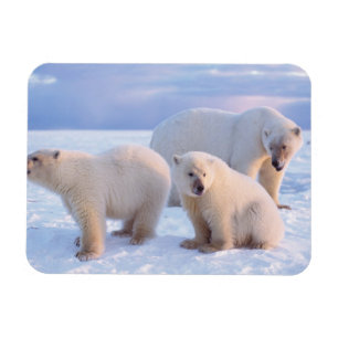 Imán Osa de oso polar con crías en el hielo a la deriva