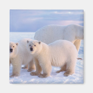 Imán Osa de oso polar con crías en el hielo de paquete,