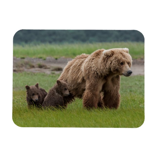 Imán Osa Grizzly Madre con Cachorros Gemelos (Horizontal)