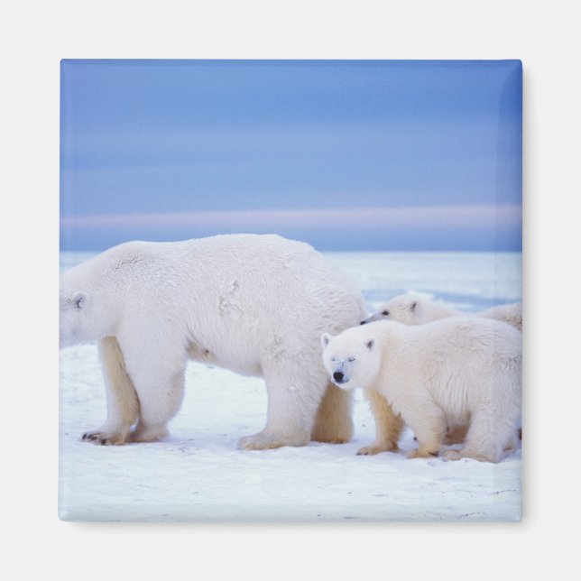 Imán Osa polar con crías (Frente)